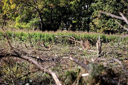 MIKAELA MACKENZIE / WINNIPEG FREE PRESS
	
The area where trees were recently taken down by the developer at Lemay Forest on Sept. 24, 2024. 

For Joyane story.
Winnipeg Free Press 2024