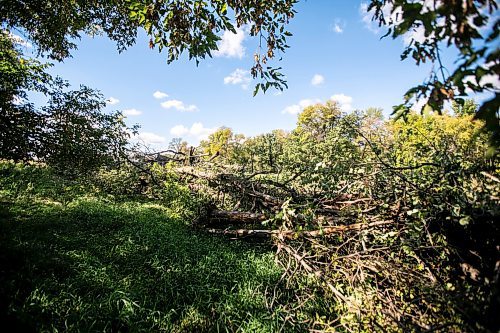 MIKAELA MACKENZIE / WINNIPEG FREE PRESS
	
Piles of trees that were recently taken down by the developer at Lemay Forest on Sept. 24, 2024. 

For Joyane story.
Winnipeg Free Press 2024