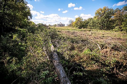 MIKAELA MACKENZIE / WINNIPEG FREE PRESS
	
Piles of trees that were recently taken down by the developer at Lemay Forest on Sept. 24, 2024. 

For Joyane story.
Winnipeg Free Press 2024