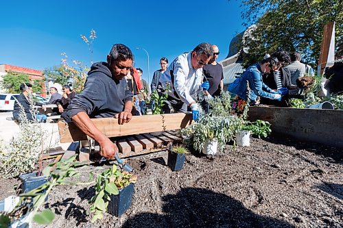 MIKE DEAL / FREE PRESS
Community member, Alan (left), and Mike Pierre (right), Executive Director, Indigenous Services, MB Justice, work together putting plants into the medicine garden.
Partners and community members honour the new outdoor gathering space at Circle of Life Thunderbird House by planting medicine gardens.
240924 - Tuesday, September 24, 2024.