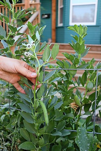 Shannon Bahuad / Winnipeg Free Press
Shannon Bahuaud is experimenting with growing fava beans which have delicate scented flowers.

