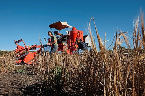 26092024
Danny Hausermann and Bryan Graham, research assistants with the barley breeding program at the Brandon Research and Development Centre, harvest barley selections using a plot combine on Thursday as part of ongoing research. 
(Tim Smith/The Brandon Sun) 