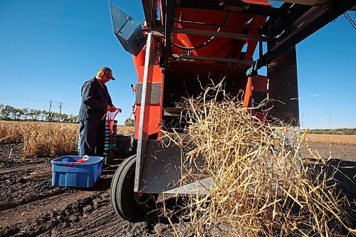 26092024
Bryan Graham, a research assistant with the barley breeding program at the Brandon Research and Development Centre, harvests barley selections using a plot combine along with colleague Danny Hausermann on Thursday as part of ongoing research. 
(Tim Smith/The Brandon Sun) 