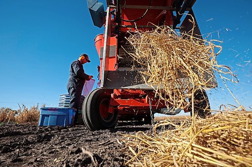 26092024
Bryan Graham, a research assistant with the barley breeding program at the Brandon Research and Development Centre, harvests barley selections using a plot combine along with colleague Danny Hausermann on Thursday as part of ongoing research. 
(Tim Smith/The Brandon Sun) 