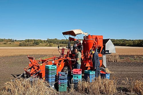 26092024
Danny Hausermann and Bryan Graham, research assistants with the barley breeding program at the Brandon Research and Development Centre, harvest barley selections using a plot combine on Thursday as part of ongoing research. 
(Tim Smith/The Brandon Sun) 