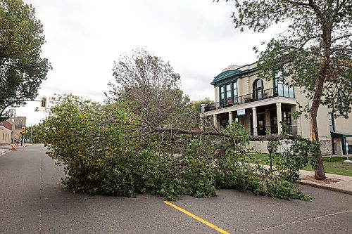 A split fallen tree blocks most of 11th Street just north of Princess Avenue during a wind storm in Brandon on Monday. (Tim Smith/The Brandon Sun)