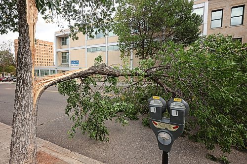 30092024
A split fallen tree blocks most of 11th Street just north of Princess Avenue during a wind storm in Brandon on Monday.
(Tim Smith/The Brandon Sun)