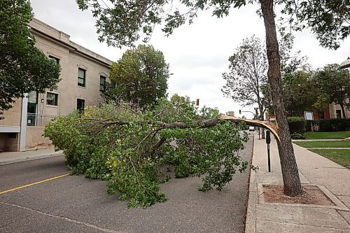 30092024
A split fallen tree blocks most of 11th Street just north of Princess Avenue during a wind storm in Brandon on Monday.
(Tim Smith/The Brandon Sun)