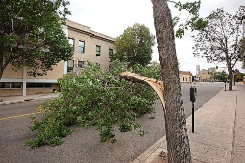 30092024
A split fallen tree blocks most of 11th Street just north of Princess Avenue during a wind storm in Brandon on Monday.
(Tim Smith/The Brandon Sun)