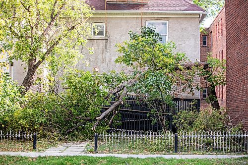 MIKAELA MACKENZIE / FREE PRESS
	
A downed tree (after a weekend of high winds) in the front yard of a building on Furby Street on Tuesday, Oct. 1, 2024.

For wind damage story.
Winnipeg Free Press 2024