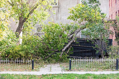 MIKAELA MACKENZIE / FREE PRESS
	
A downed tree (after a weekend of high winds) in the front yard of a building on Furby Street on Tuesday, Oct. 1, 2024.

For wind damage story.
Winnipeg Free Press 2024