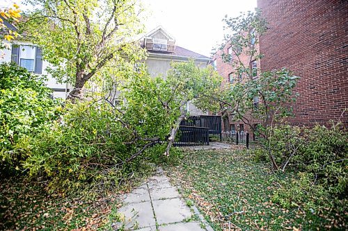 MIKAELA MACKENZIE / FREE PRESS
	
A downed tree (after a weekend of high winds) in the front yard of a building on Furby Street on Tuesday, Oct. 1, 2024.

For wind damage story.
Winnipeg Free Press 2024