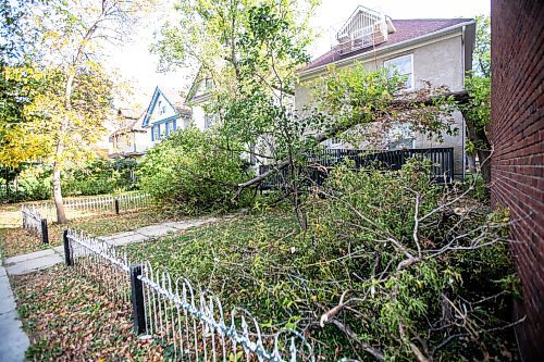 MIKAELA MACKENZIE / FREE PRESS
	
A downed tree (after a weekend of high winds) in the front yard of a building on Furby Street on Tuesday, Oct. 1, 2024.

For wind damage story.
Winnipeg Free Press 2024