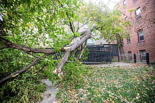 MIKAELA MACKENZIE / FREE PRESS
	
A downed tree (after a weekend of high winds) in the front yard of a building on Furby Street on Tuesday, Oct. 1, 2024.

For wind damage story.
Winnipeg Free Press 2024