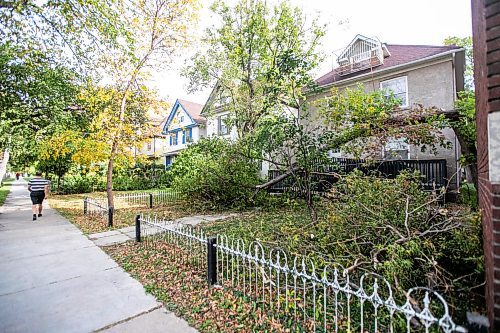 MIKAELA MACKENZIE / FREE PRESS
	
A downed tree (after a weekend of high winds) in the front yard of a building on Furby Street on Tuesday, Oct. 1, 2024.

For wind damage story.
Winnipeg Free Press 2024