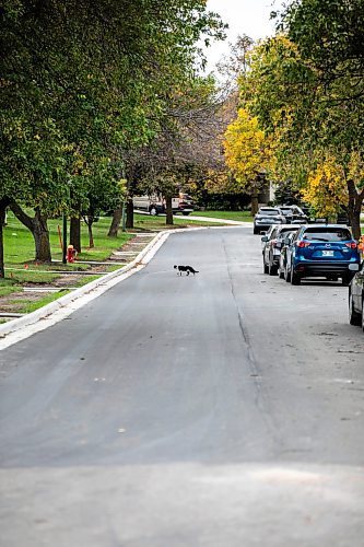 MIKAELA MACKENZIE / FREE PRESS
	
Freshly paved Augusta Drive near Chancellor Drive at the north (Arthur A. Leach Junior High) end on Tuesday, Oct. 1, 2024.

For long-term construction story.
Winnipeg Free Press 2024