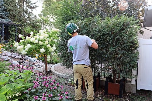 COLLEEN ZACHARIAS / FREE PRESS
Autumn is a good time for homeowners to hire arborists to prune and trim trees and shrubs.