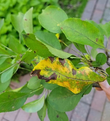 COLLEEN ZACHARIAS / FREE PRESS
Apple scab is caused by a fungus that infects both the fruit and leaves of apple and crabapple trees.