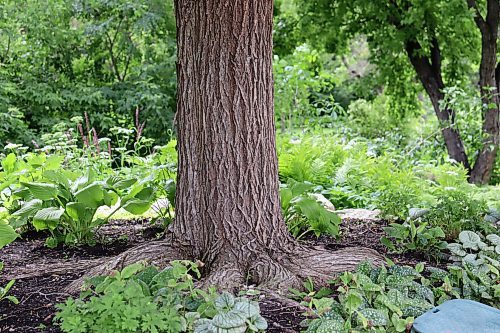 COLLEEN ZACHARIAS / FREE PRESS
Trees provide many benefits in our landscapes, but also boost our emotional well-being.