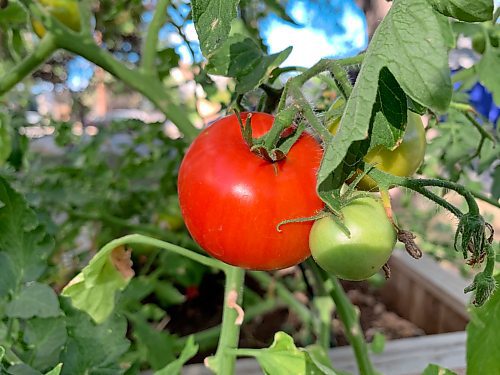 Russell Wangersky/Free Press
If you have too much homegrown produce, you should be able to have it find its way to those in need.