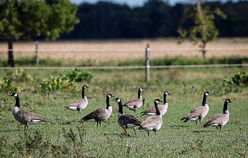 JOHN WOODS / FREE PRESS
A flock of geese is photographed on Jim Shapiro&#x573; farm in Winnipeg Tuesday, September 24, 2024. Shapiro, who is a goose behaviour expert, made a short documentary film &#x50d;odern Goose&#x560;which explores how geese have adapted to urban environments.

Reporter: julia-simone