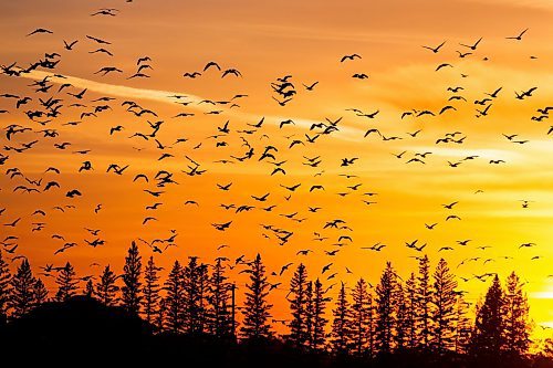 MIKAELA MACKENZIE / WINNIPEG FREE PRESS

The sunset goose flight at Fort Whyte Alive in Winnipeg on Friday, Oct. 7, 2022. For AV story.
Winnipeg Free Press 2022.