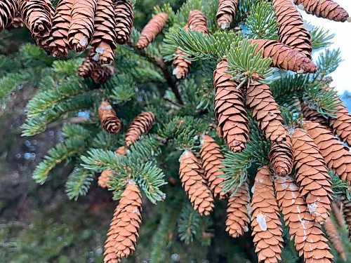 Russell Wangersky/Free Press
A choir of spruce cones.