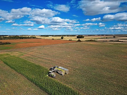 02102024
Corn is harvested for silage at a farm east of Souris, Manitoba on a warm Wednesday afternoon. 
(Tim Smith/The Brandon Sun)