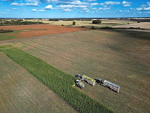 02102024
Corn is harvested for silage at a farm east of Souris, Manitoba on a warm Wednesday afternoon. 
(Tim Smith/The Brandon Sun)