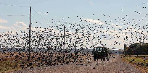 Blackbirds take flight from a grid road near MacGregor as a tractor passes by on a cool but sunny Thursday afternoon. (Tim Smith/The Brandon Sun)