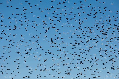 03102024
Blackbirds take flight from a field near MacGregor, Manitoba on a cool but sunny Thursday afternoon.
(Tim Smith/The Brandon Sun)