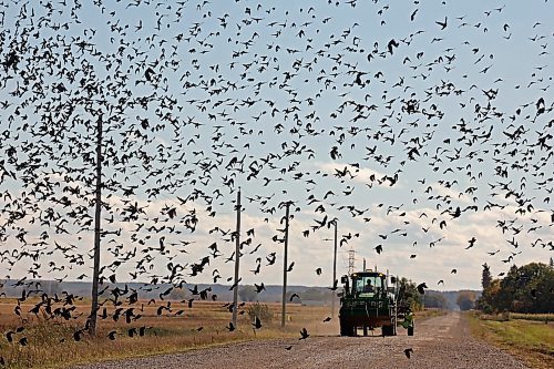 03102024
Blackbirds take flight from a grid road near MacGregor, Manitoba as a tractor passes by on a cool but sunny Thursday afternoon.
(Tim Smith/The Brandon Sun)