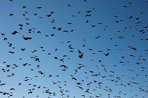 03102024
Blackbirds take flight from a field near MacGregor, Manitoba on a cool but sunny Thursday afternoon.
(Tim Smith/The Brandon Sun)