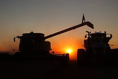 A combine prepares to unload wheat into a grain cart while harvesting northwest of Alexander at sunset on Thursday evening. (Tim Smith/The Brandon Sun)