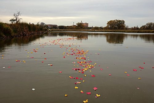 04102024
Flower petals float down the Assiniboine River in honour and remembrance of missing and murdered indigenous women and girls during the Sisters In Spirit petal ceremony at Dinsdale Park on Friday morning.  
(Tim Smith/The Brandon Sun)