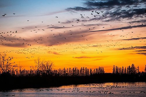 MIKAELA MACKENZIE / WINNIPEG FREE PRESS

The sunset goose flight at Fort Whyte Alive in Winnipeg on Friday, Oct. 7, 2022. For AV story.
Winnipeg Free Press 2022.