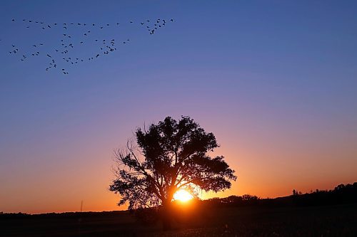 09102024
Canada geese fly over a field south of Brandon as the sun rises on Wednesday morning. 
(Tim Smith/The Brandon Sun)