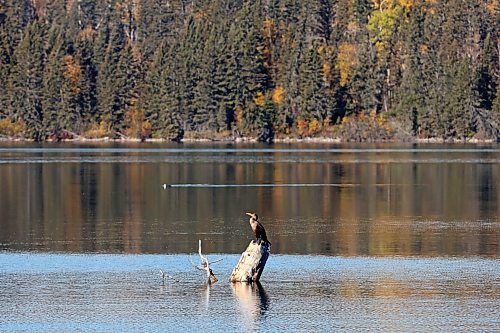 09102024
A cormorant perches on a log in Clear Lake at Riding Mountain National Park on Wednesday. 
(Tim Smith/The Brandon Sun)