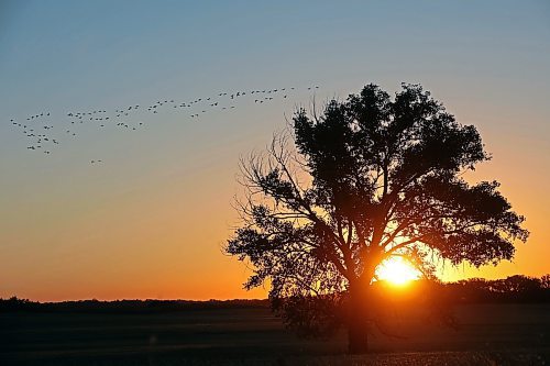 09102024
Canada geese fly over a field south of Brandon as the sun rises on Wednesday morning. 
(Tim Smith/The Brandon Sun)