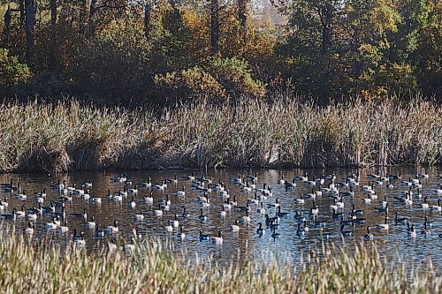 09102024
Geese congregate on a pond along Highway 10 on Wednesday. 
(Tim Smith/The Brandon Sun)