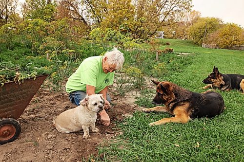 Denice Hume weeds and cleans out her garden with help from family dogs Zoey, Ash and Sadie at her home near Bunclody on an overcast Thursday. (Tim Smith/The Brandon Sun)
