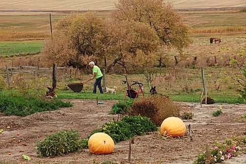 Hume at work with two of her pumpkins in the foreground. She grew multiple giant pumpkins this year, with one weighing more than 180 pounds. She also grew a 19-and-a-half inch long carrot. (Tim Smith/The Brandon Sun)
