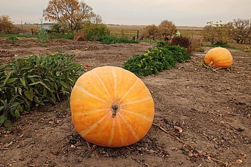 10102024
Denice Hume weeds and cleans out her garden at her home near Bunclody, Manitoba on an overcast Thursday. Hume grew multiple giant pumpkins this year, with one weighing over 180 pounds. She also grew a 19-and-a-half inch long carrot.
(Tim Smith/The Brandon Sun)
