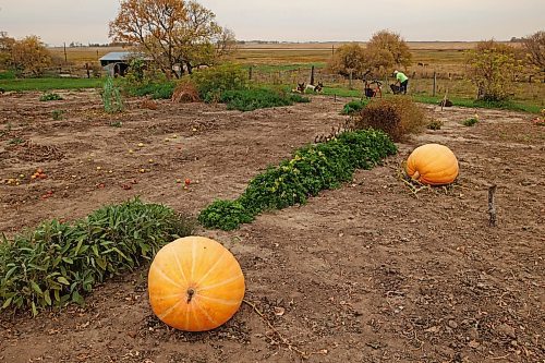 10102024
Denice Hume weeds and cleans out her garden at her home near Bunclody, Manitoba on an overcast Thursday. Hume grew multiple giant pumpkins this year, with one weighing over 180 pounds. She also grew a 19-and-a-half inch long carrot.
(Tim Smith/The Brandon Sun)
