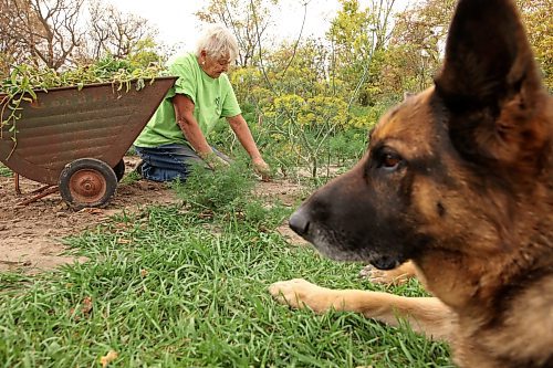 10102024
Denice Hume weeds and cleans out her garden as family dog Ash looks on at her home near Bunclody, Manitoba on an overcast Thursday. Hume grew multiple giant pumpkins this year, with one weighing over 180 pounds. She also grew a 19-and-a-half inch long carrot.
(Tim Smith/The Brandon Sun)
