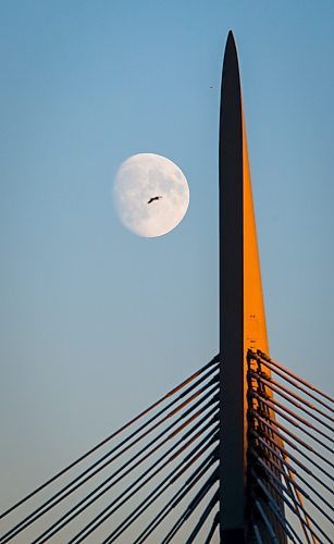 JOHN WOODS / FREE PRESS
A gull flies between a rising moon and the Esplanade Riel in Winnipeg Monday, October 14, 2024. 

Reporter: ?