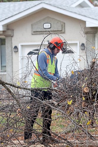 A curving branch frames the torso of an arborist with the City of Brandon who was part of a team from the city that was removing a pair of trees from the 100 block of Clark Drive on Friday afternoon. (Matt Goerzen/The Brandon Sun)