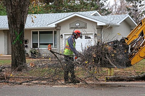 An arborist with the City of Brandon cuts into a tangle of tree branches being cleaned up along the 100 block of Clark Drive on Friday afternoon. The city crew was cutting down one of two trees marked for removal in that neighbourhood. (Matt Goerzen/The Brandon Sun)