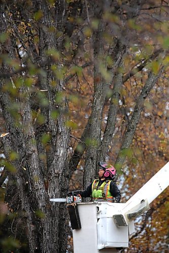 An arborist with the City of Brandon looks up into the branches of a tree along the 100 block of Clark Drive on Friday afternoon. Two trees along the street canopy were marked for removal. (Matt Goerzen/The Brandon Sun)