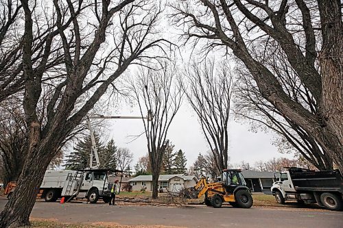 A team of arborists with the City of Brandon cut away at one of two trees marked for removal on either side of a fire hydrant along Clark Drive on Friday afternoon. (Matt Goerzen/The Brandon Sun)